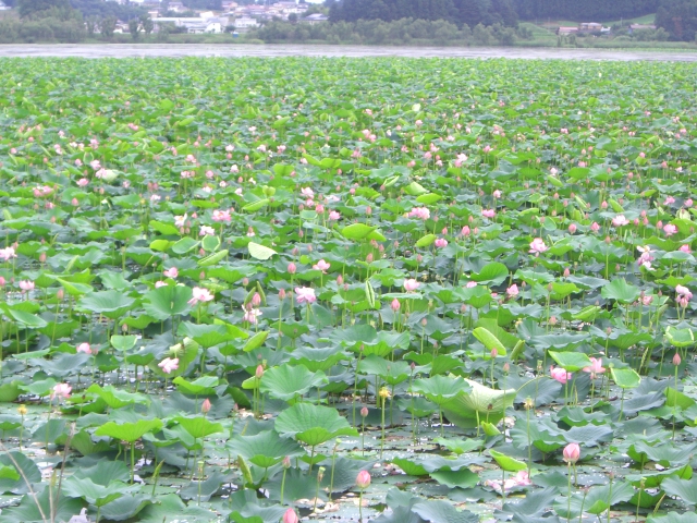 沼一面に咲く蓮の花は絶景です