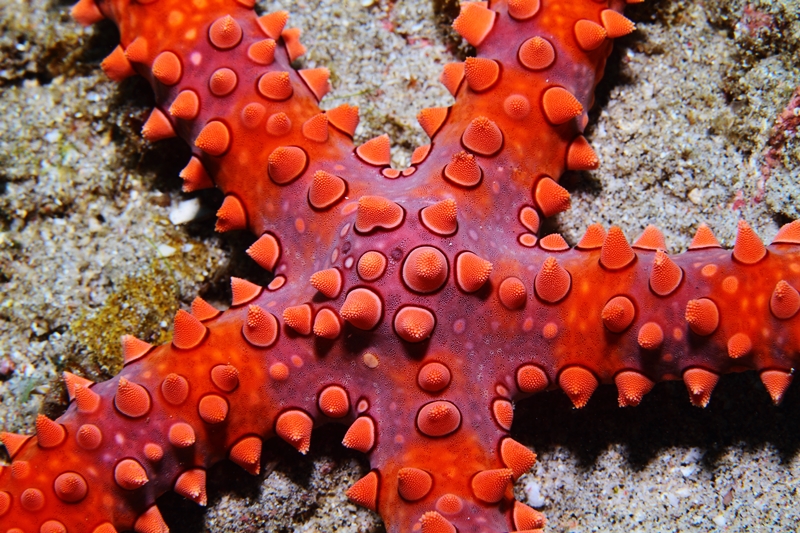 Egyptian Seastar - Ägyptischer Seestern - Gomophia egyptiaca