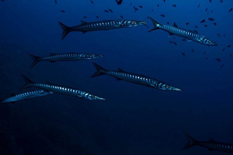 Sphyraena sphyraena, Mittelmeer-Barrakudas lassen uns nahe ran