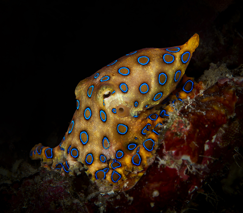 Hapalochlaena lunulata – Großer Blaugeringelter Krake - blueringed octopus