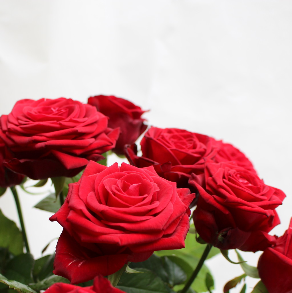 Hier können Sie eine Grußkarte auswählen. - Blumenversand ...
