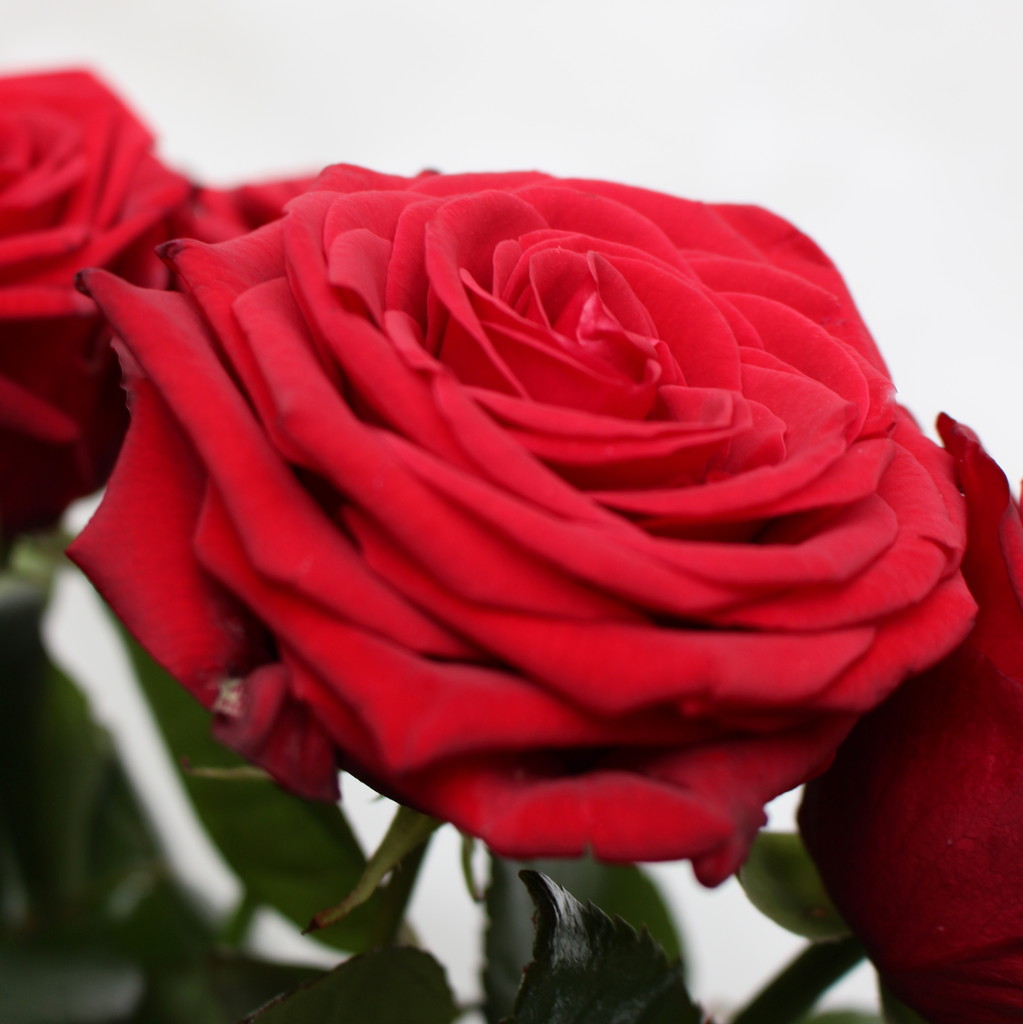 FEIERE DEINE LIEBE - Blumenversand Düsseldorf