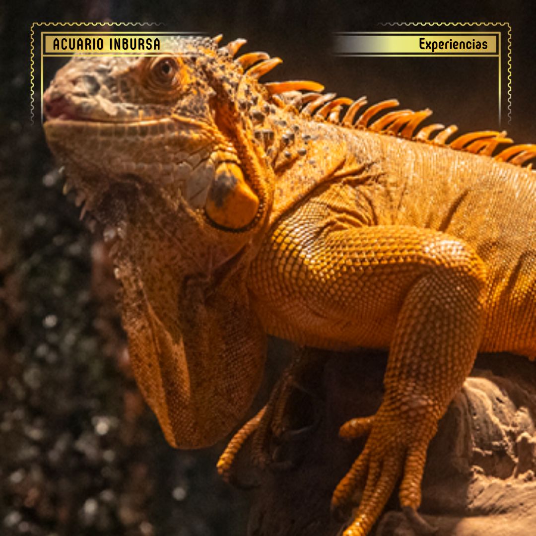 Secretos de la fauna