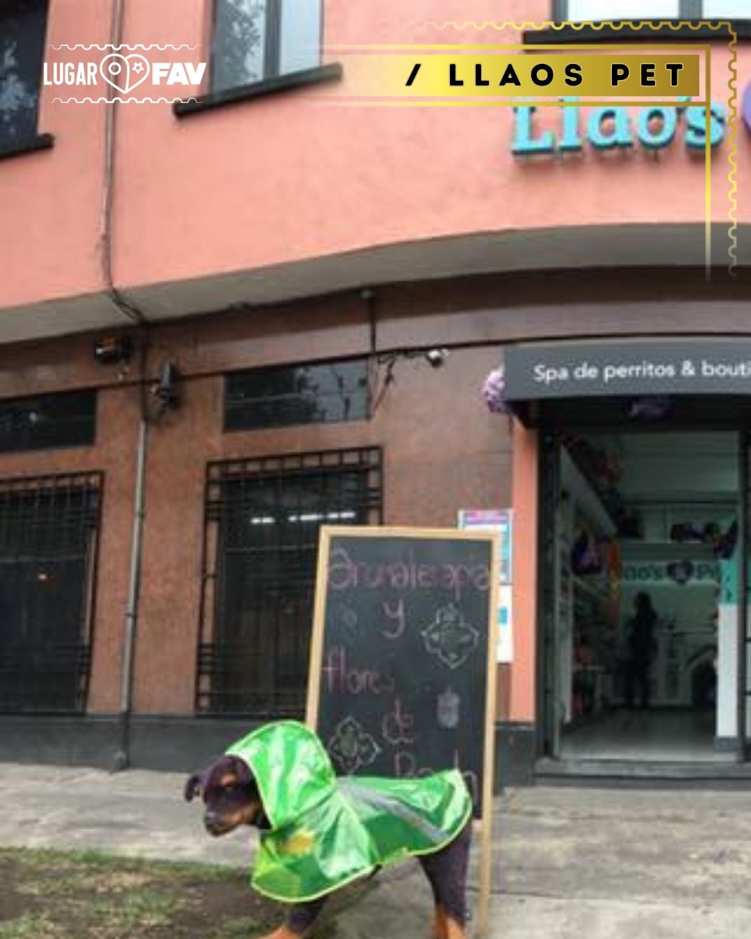 Llaos pet, veterinarias en cdmx, esteticas caninas en cdmx, mascotas en cdmx, veterinarios en mexico, veterinarios en condesa, tiendas de mascotas en cdmx, petshop in mexico city, pet shop in mexico