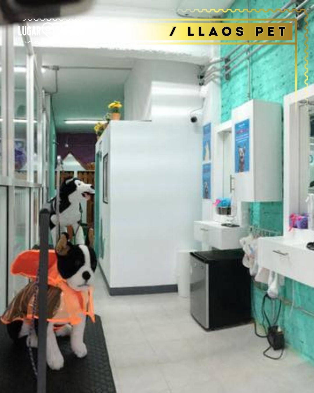Llaos pet, veterinarias en cdmx, esteticas caninas en cdmx, mascotas en cdmx, veterinarios en mexico, veterinarios en condesa, tiendas de mascotas en cdmx, petshop in mexico city, pet shop in mexico