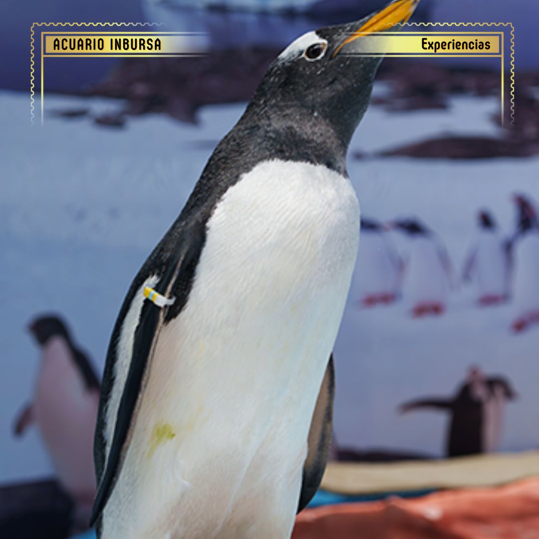 Reino de Pingüinos