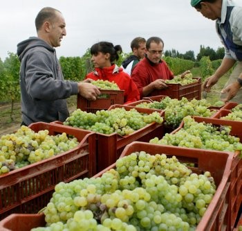 les vendanges au domaine de Montels