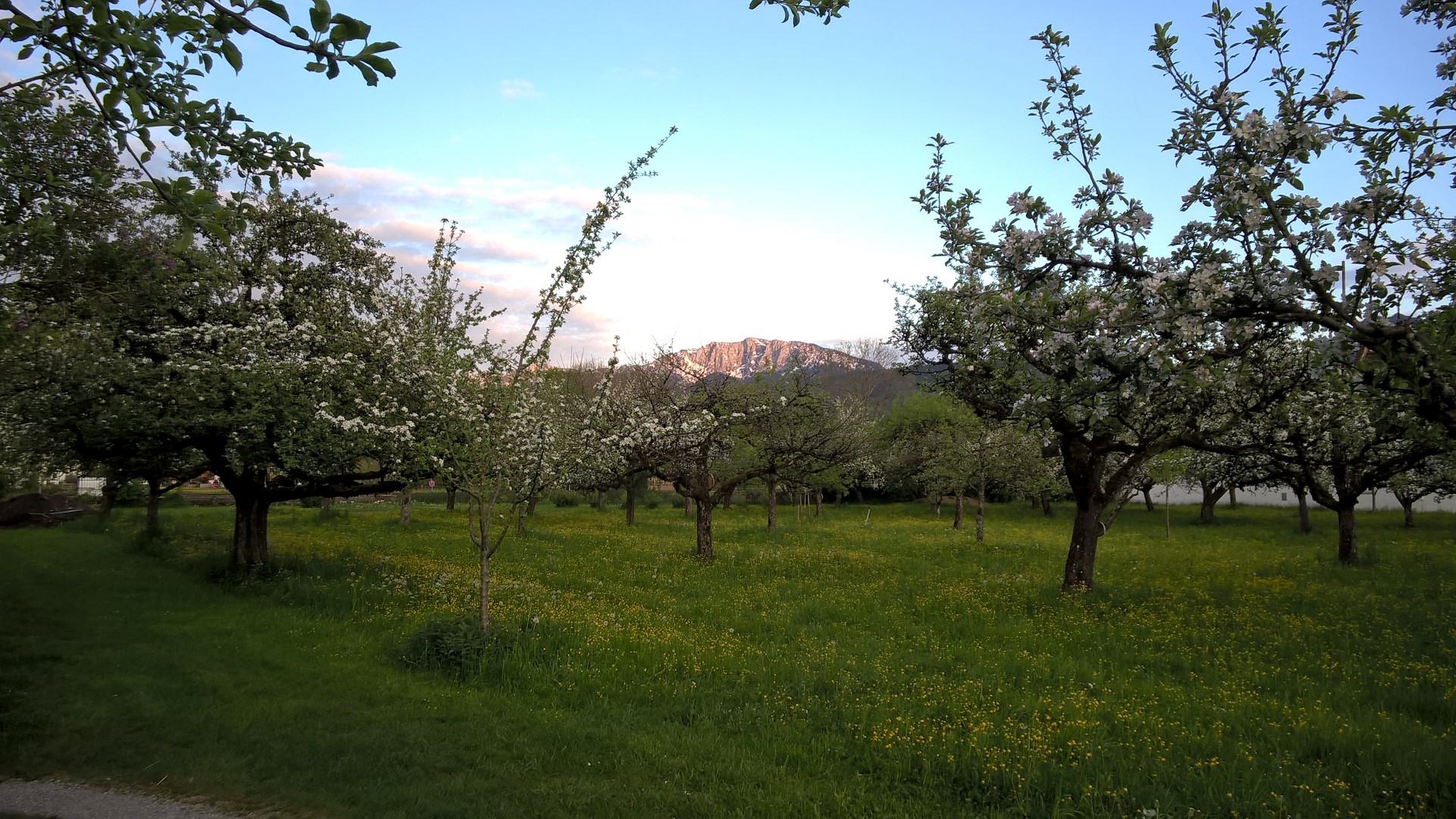 Ein Obstgarten im Abendlicht