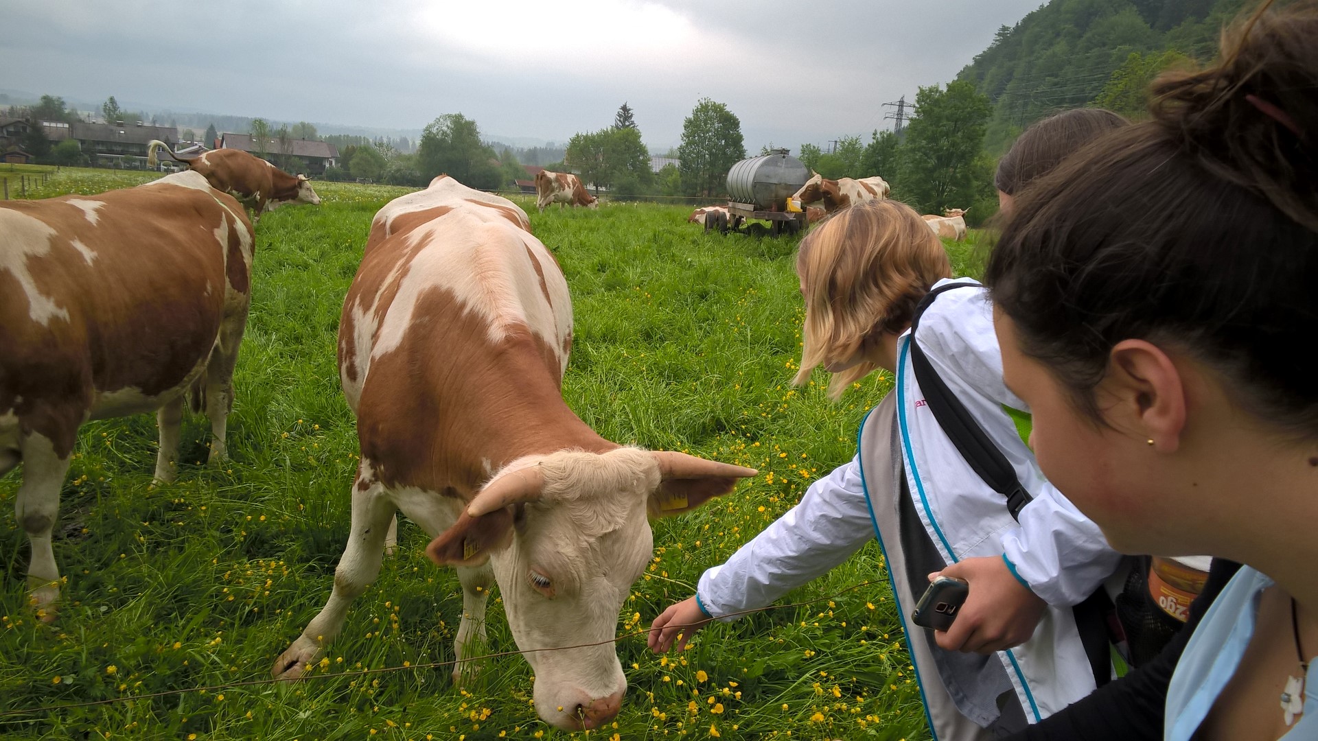 Die Rinderweide - das Highlight schlechthin