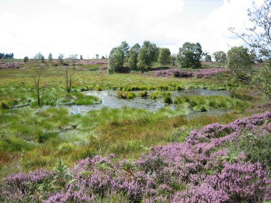 Hohes Venn