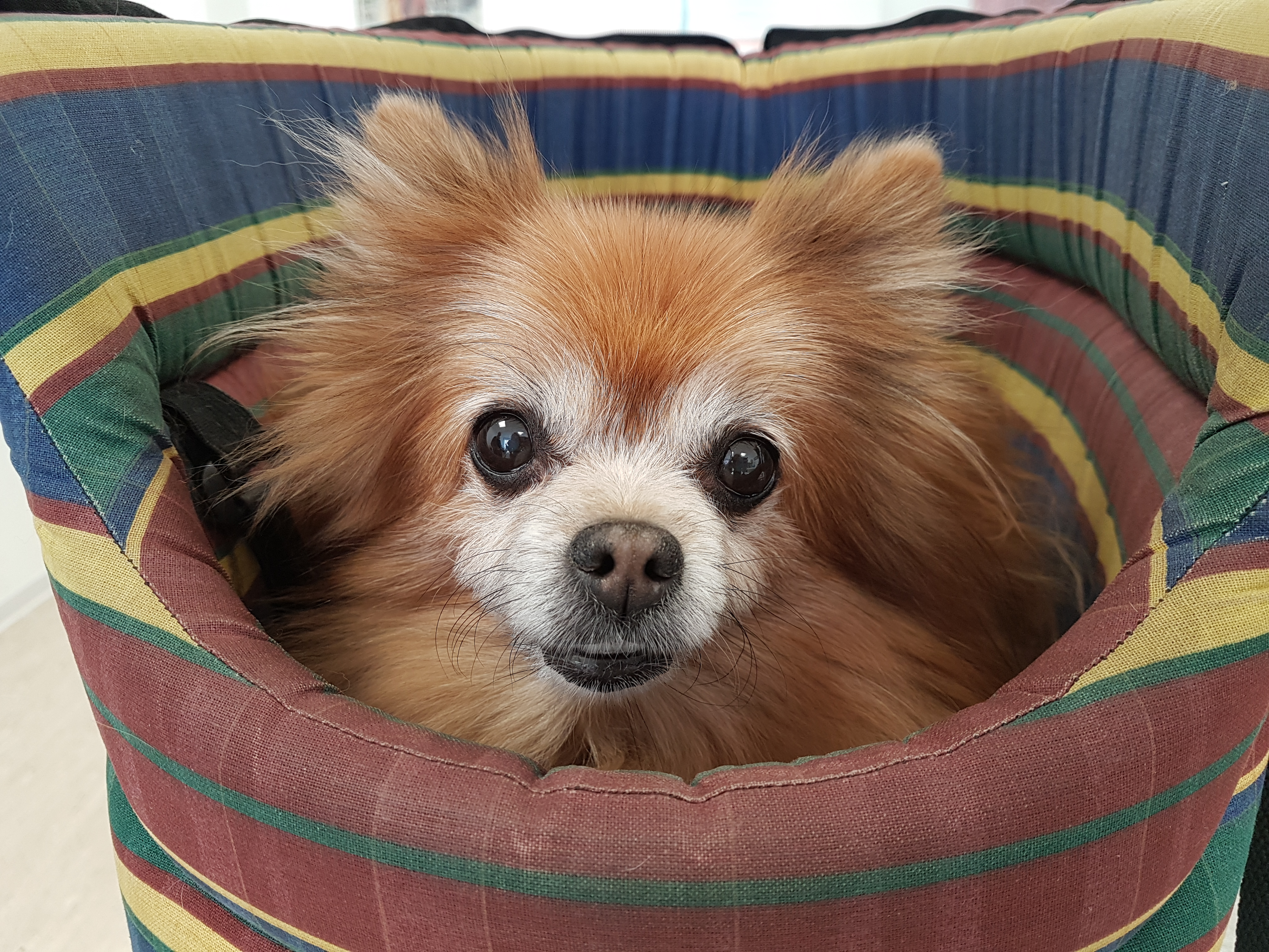 Vorlage gnasss Webseite!