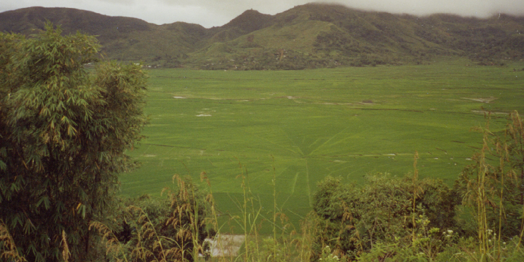 Spider-Field-Rice-Kelimutu-Flores-Indonesia