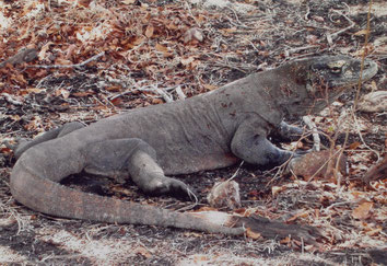 Labuanbajo-Rinca-National-Park-Indonesia-monitor-giant-Komo-lizard