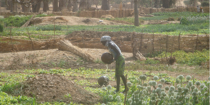Dogon-Country-Mali-Kalabas