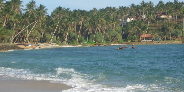Mirissa-Beach-Sri-Lanka-Palmtree-Wave