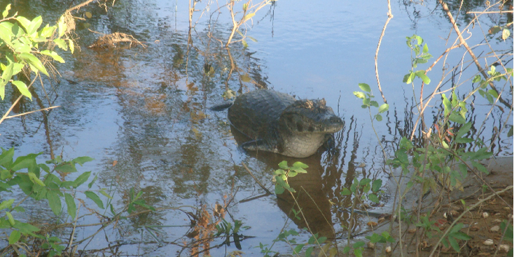 Pantanal-Crocodile-Jungle-Tour-Brazil-Swamp