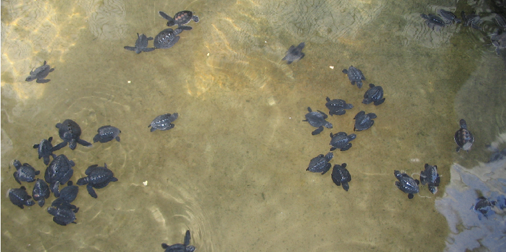 Habaruduwa-Turtle-Shelter-Mirissa-Sri-lanka