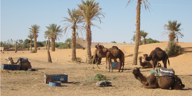 Erg-Chebbi-Merzouga-Camel-Dessert-Sahara-Sand-Morocco