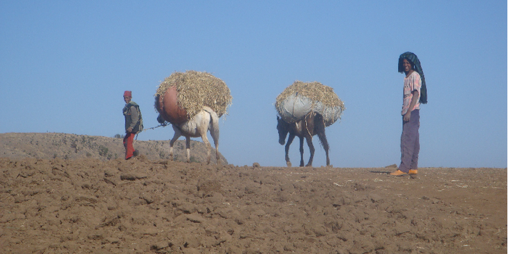 Simien-Mountains-National-Park-Shepherds-Donkey-Hay