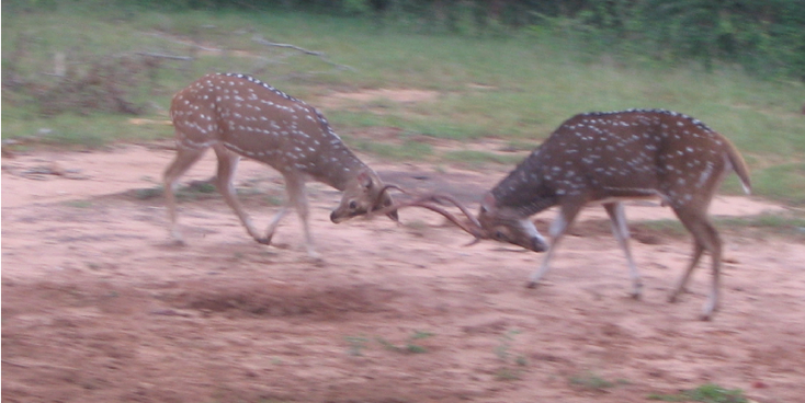 Yala-National-Park-Dear-Fighting-Sri-Lanka