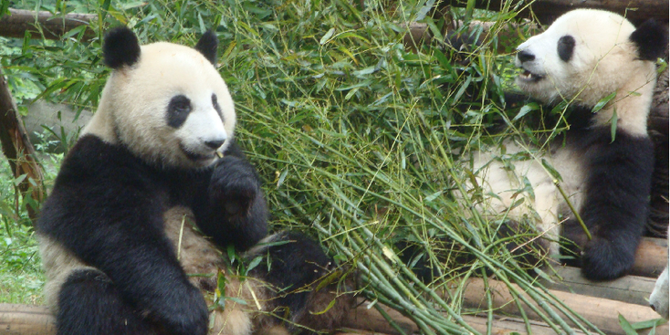 Giant-Panda-Breeding-Research-Base-Chengdu-China-Bamboo