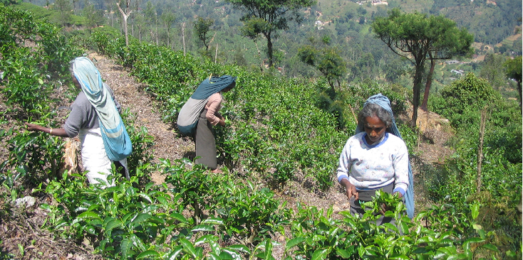 Teapickers-Tea-Picking-Haputale-Lipton-Sri-Lanka
