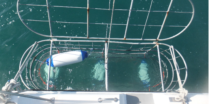 Shark-Cage-Diving-Boat-Ventures-South-Africa-Cage