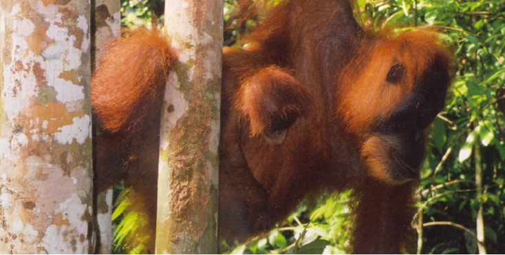 Bukit-Lawang-Gunung-Leuser-National-Park-Orang-Oetang