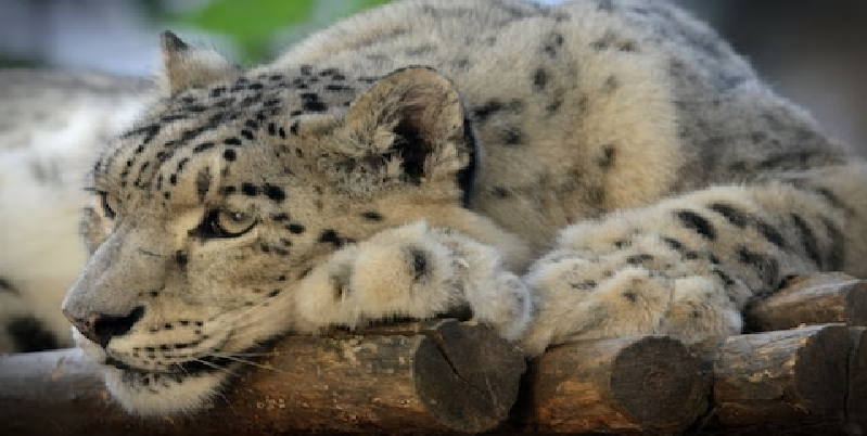 "Snowleopards-alarm" (JIHLAVA - CZECH REPUBLIC)