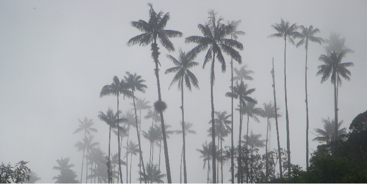 Valle-de-Cocora-Salento-Colombia-wax-Palm-Trees-Fog-Hike
