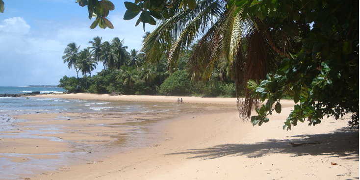 Barre-Grande-Brazil-Beach-Palmtree-Sand-Sea-Praia-Taipus-de-Fora