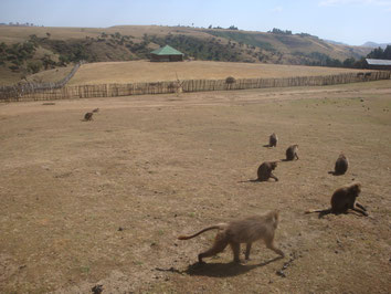 Simien-Mountains-National-Park-Buyit-Ras-Ethiopia-Monkey