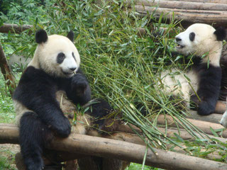 Chengdu-Sichuan-Panda-Bear-Project-China-Conservation-Centre