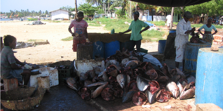 Negombo-Colonial-Dutch-VOC-Beach-Market-Fish-Sri-Lanka