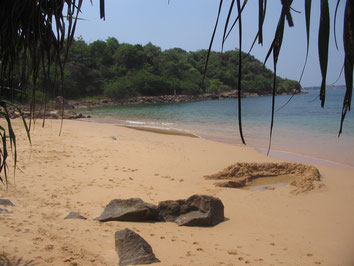 Mirissa-Beach-Sri-Lanka-Palmtree