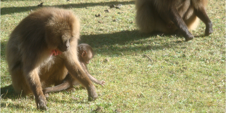 Simien-Mountains-National-Park-Buyit-Ras-Ethiopia-Monkey-Gelata-Baboon
