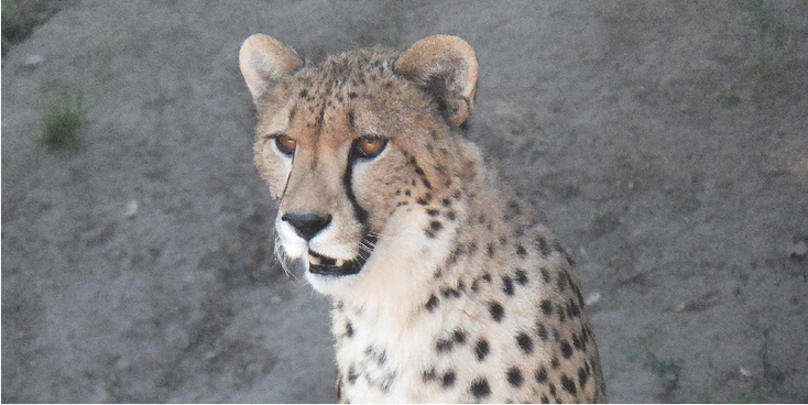 Cango-Wildlife-Range-Cheetah-Oudshoorn-South-Africa