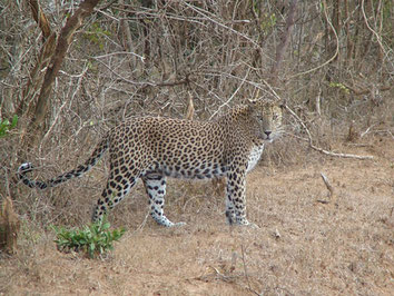 Yala-National-Park-Leopard-Sri-Lanka