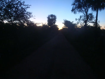 Pantanal-Swamp-Brazil-National-Park-Jungle