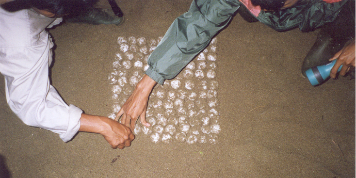 Meru-Betiri-National-Park-Giant-Turtle-Java-Indonesia-Eggs