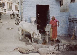 Jodphur-Blue-City-Rajasthan-India-Waterpump-Holy-Cow