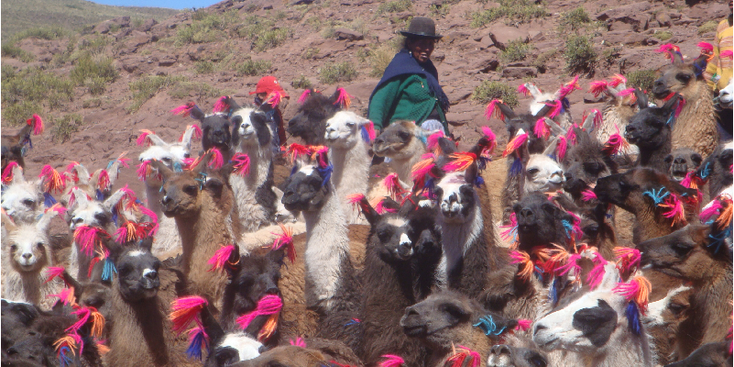 lama-alpaca-vicuna-Bolivia-alto-plains-Uyuni-Bowler-Hat