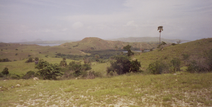 Rinca-National-Park-Indonesia-Monitor-Lizard-Giant-Komodo-Landscape