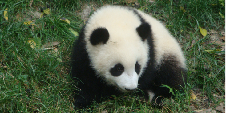 Giant-Panda-Breeding-Research-Base-Chengdu-China-Bamboo