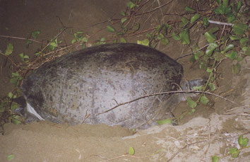 Meru-Betiri-National-Park-Giant-Turtle-Java-Indonesia