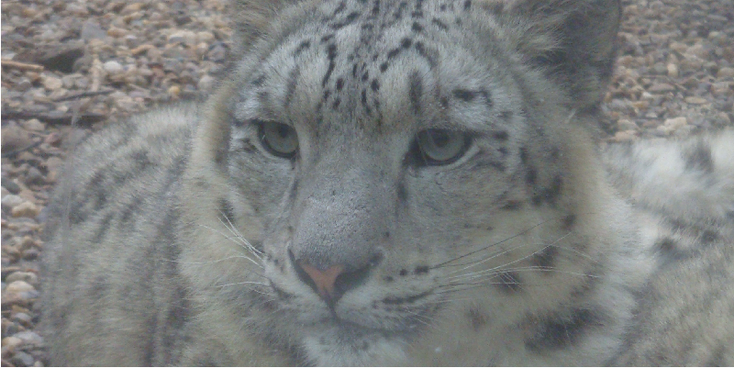 Jihlava-Snow-Leopard-Zoo-Czech-Republic