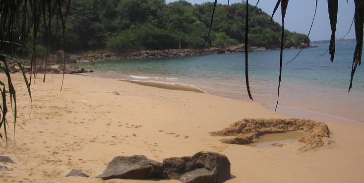 Unawatuna-Beach-Palmtree-Sri-Lanka