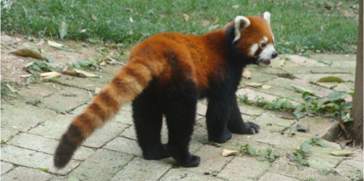 Giant-Panda-Breeding-Research-Base-Chengdu-China-red-Bamboo