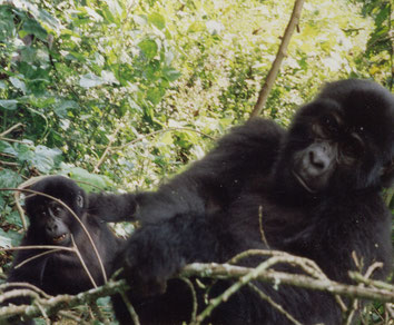 Bwindi-National-Park-Jungle-Mountain-Gorilla-Uganda