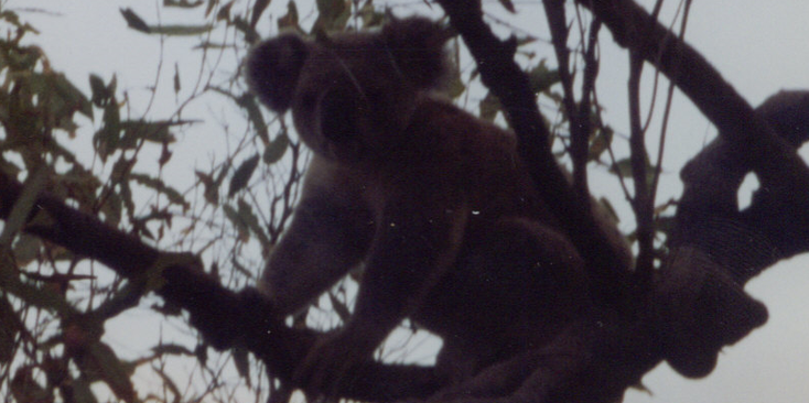Magnetic-Island-Koala-beer-Townsville-Australië-boom